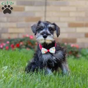 Violet, Miniature Schnauzer Puppy